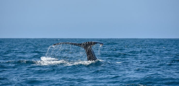 Whale tail