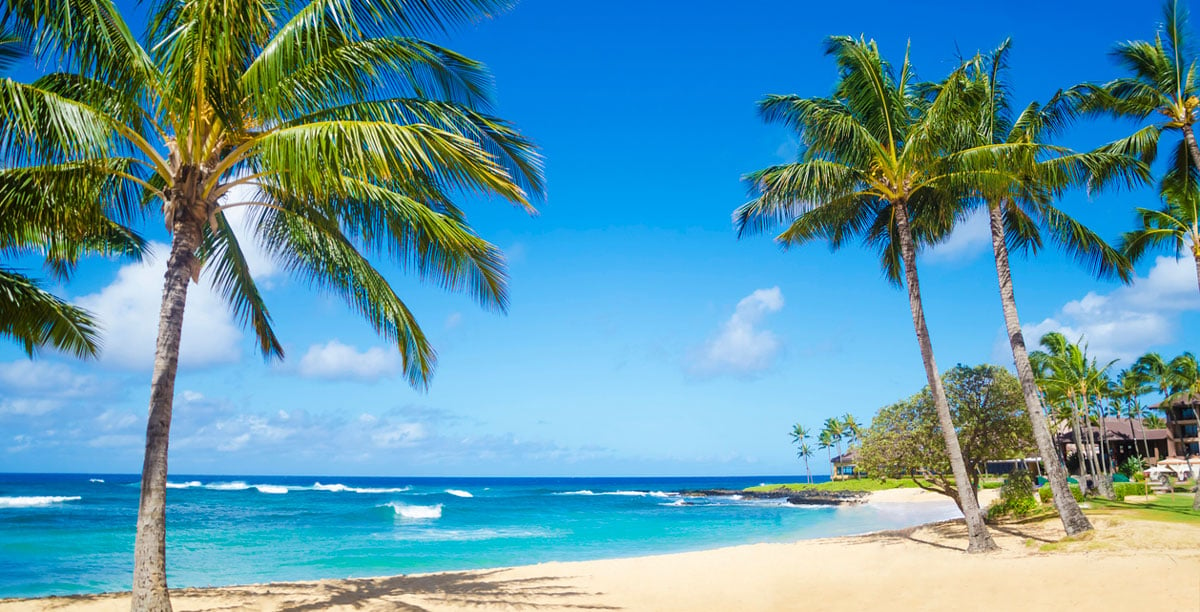 Palm tree on the sandy Poipu beach