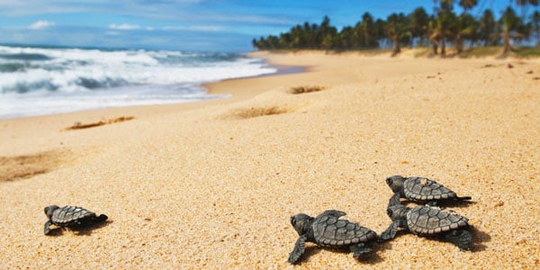 Baby sea turtles