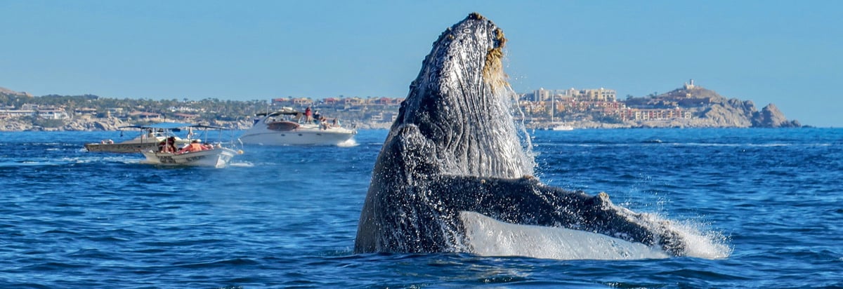 Whale watching